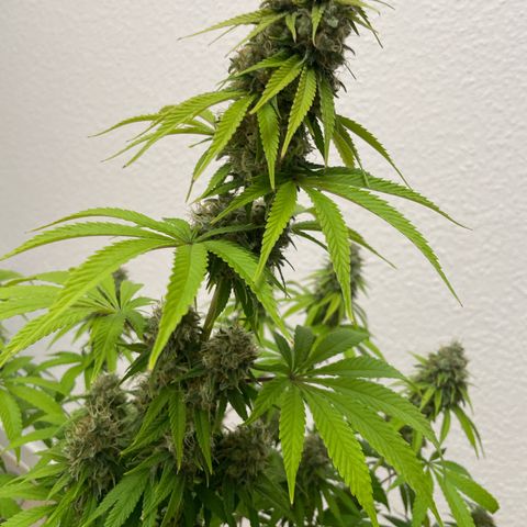 Liberty Haze growlog timeline photo