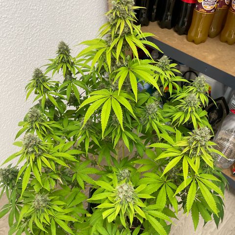 Liberty Haze growlog timeline photo