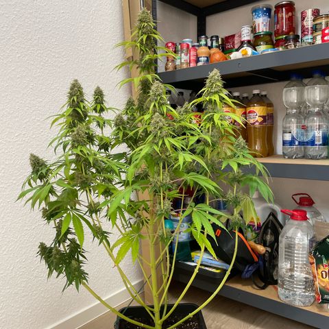 Liberty Haze growlog timeline photo