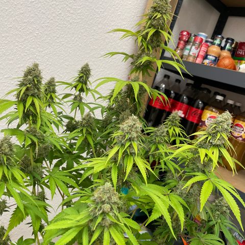 Liberty Haze growlog timeline photo