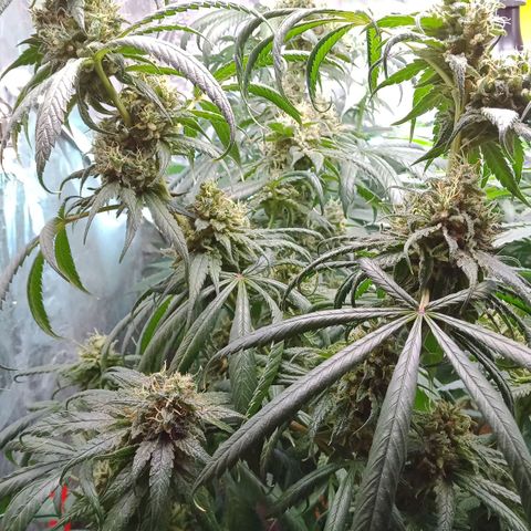 Amnesia Mac Ganja growlog photo: 11. Woche