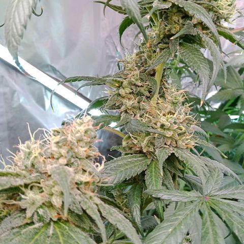 Amnesia Mac Ganja growlog photo: 11. Woche