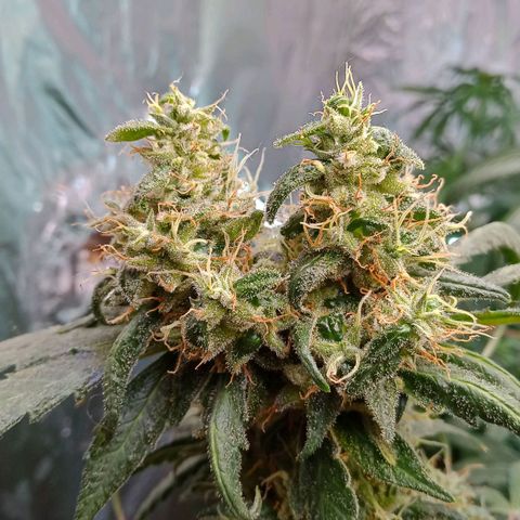 Amnesia Mac Ganja growlog photo: 11. Woche
