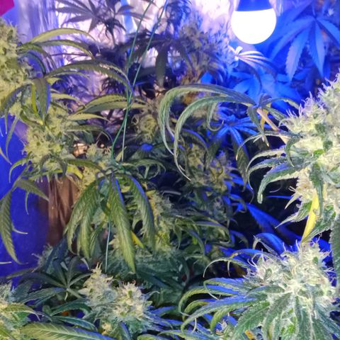 Amnesia Mac Ganja growlog timeline photo