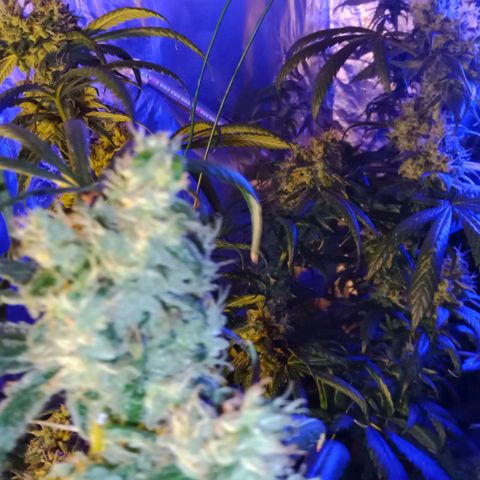 Amnesia Mac Ganja growlog timeline photo