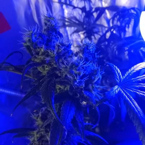 Amnesia Mac Ganja growlog timeline photo