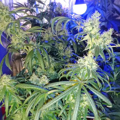 Amnesia Mac Ganja growlog timeline photo
