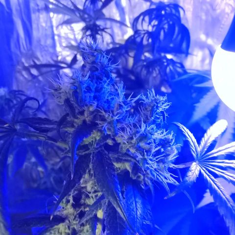 Amnesia Mac Ganja growlog timeline photo