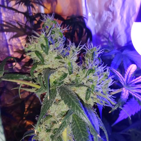 Amnesia Mac Ganja growlog timeline photo