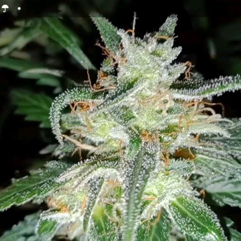 Amnesia Mac Ganja growlog timeline photo