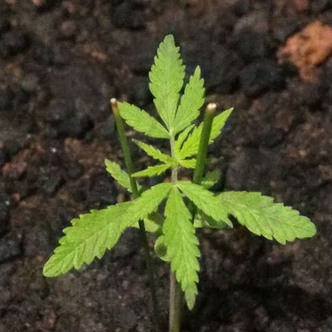 Genética desconhecida growlog timeline photo