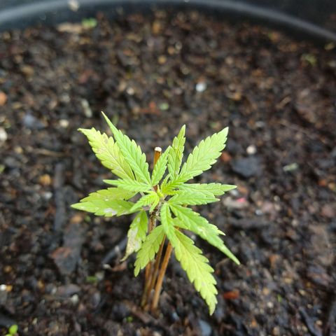 Genética desconhecida growlog timeline photo