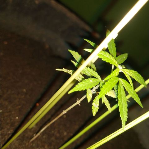 Genética desconhecida growlog photo: Uns 10 centímetros de altura 🌱