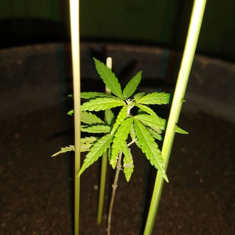 Genética desconhecida growlog photo: Uns 10 centímetros de altura 🌱