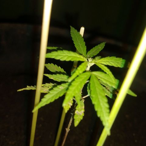 Genética desconhecida growlog timeline photo