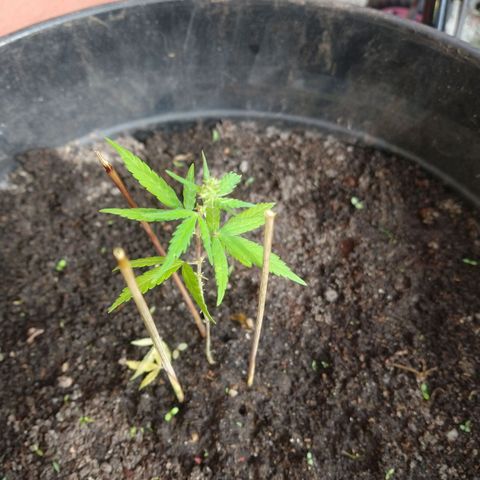 Genética desconhecida growlog photo: Começo de Floração.... ..