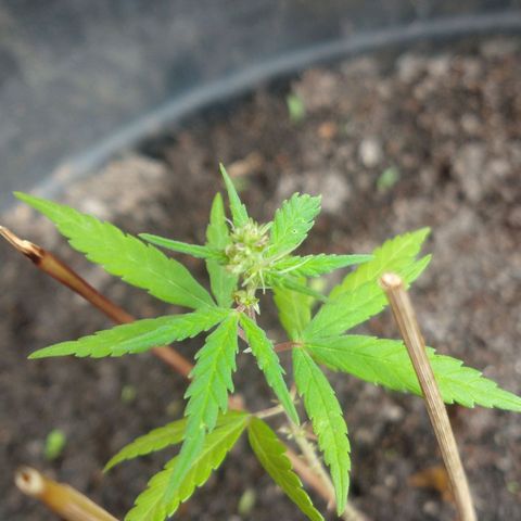 Genética desconhecida growlog timeline photo