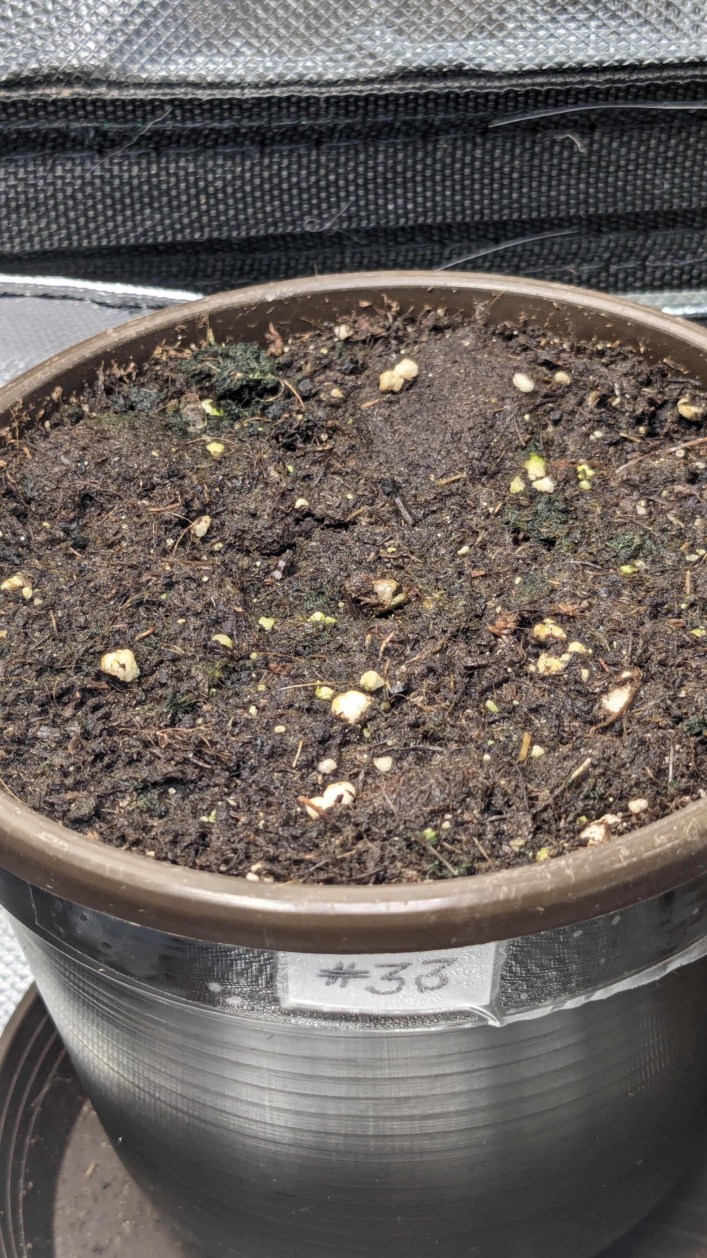 #33 Purple Skunk growlog photo 3