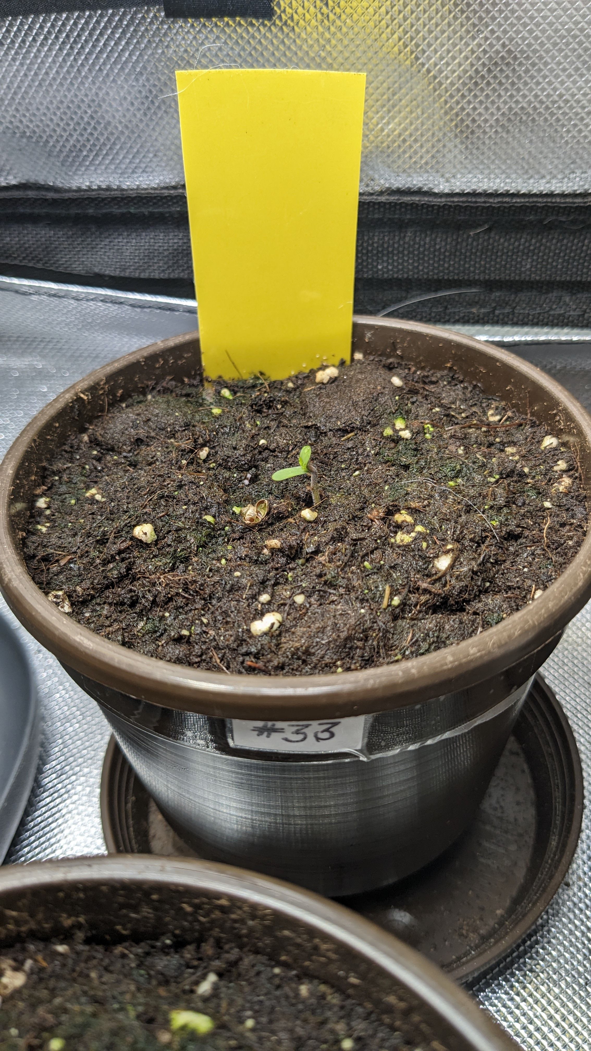 #33 Purple Skunk growlog photo 5