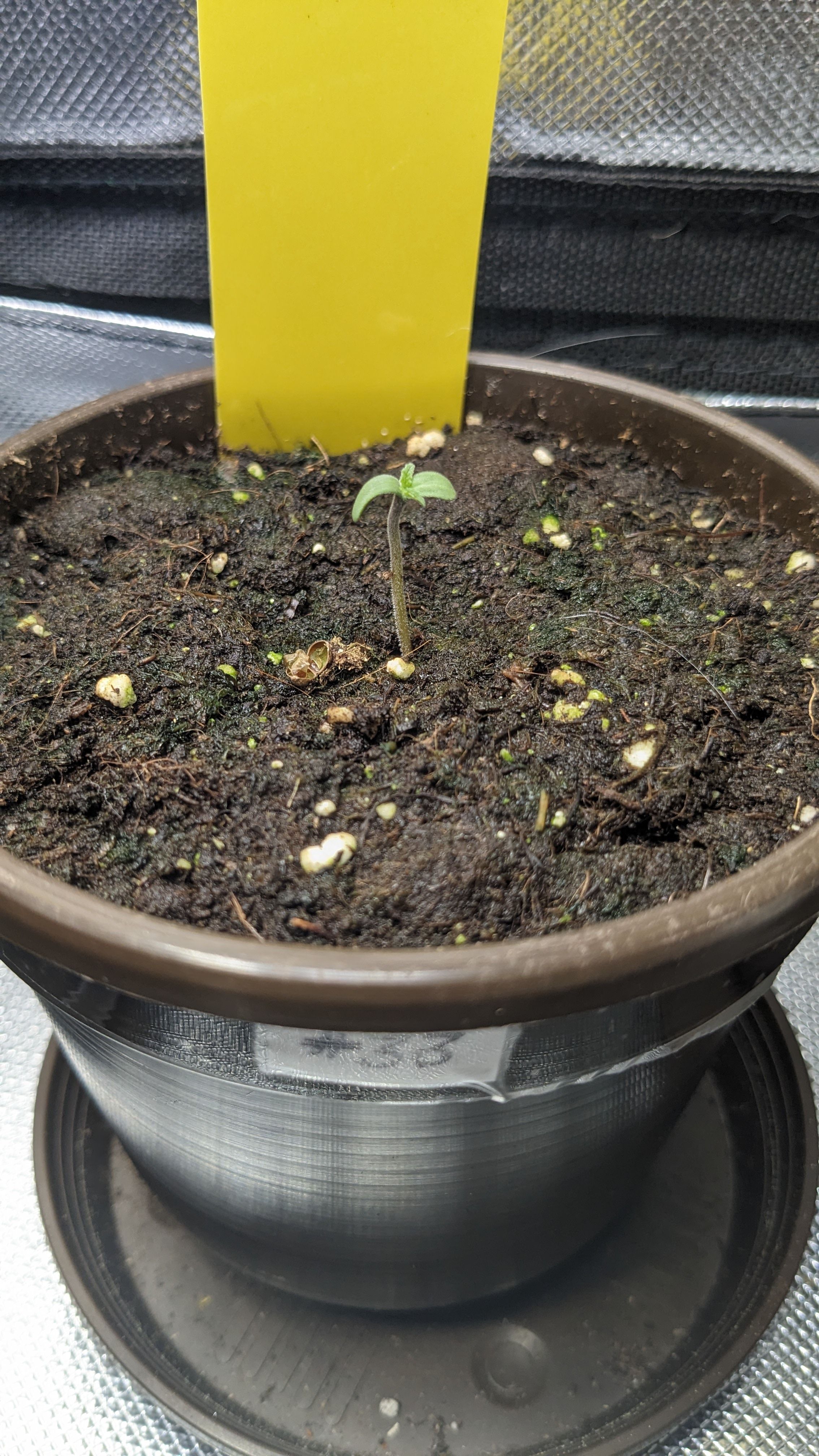 #33 Purple Skunk growlog photo 6