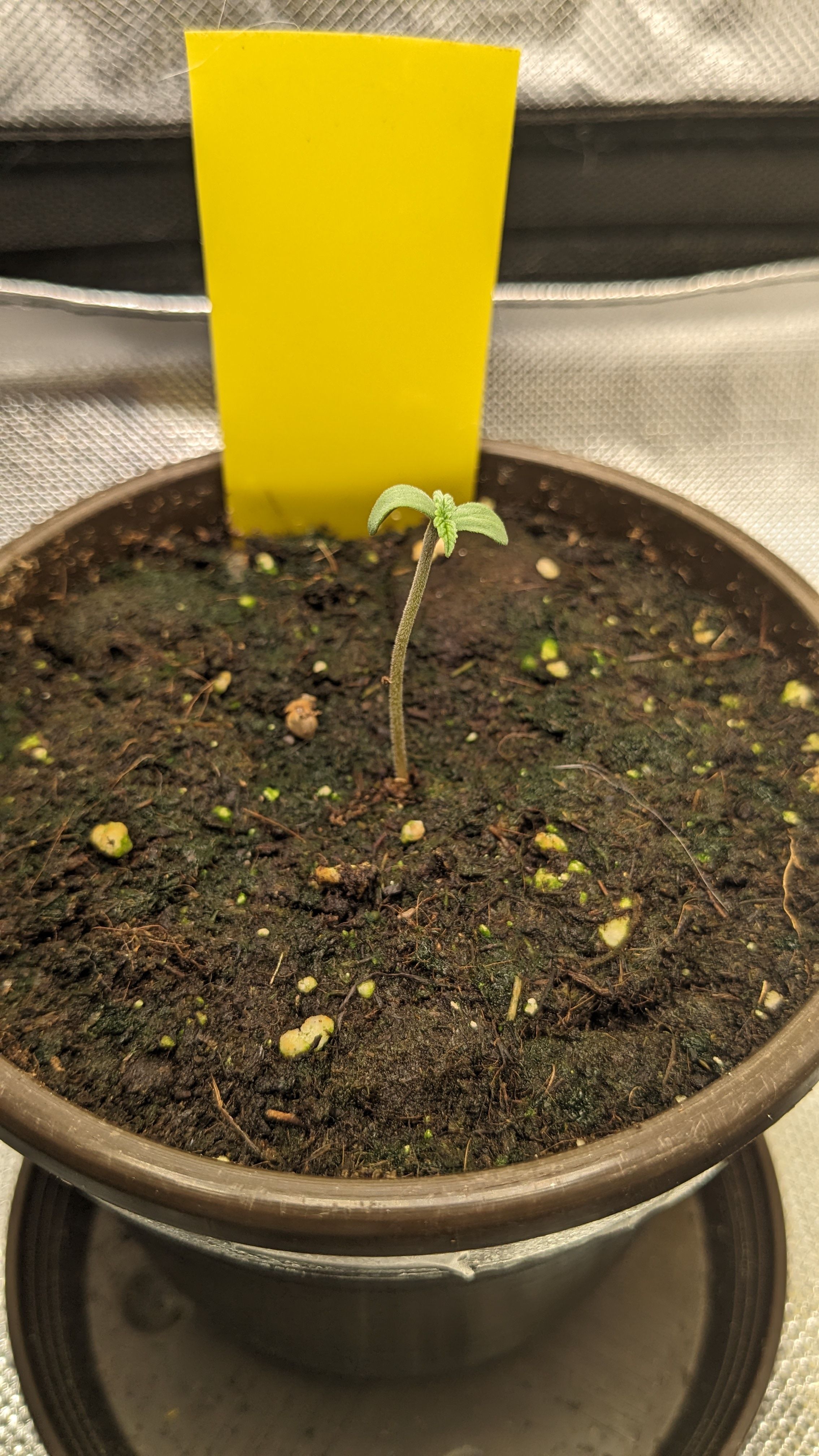 #33 Purple Skunk growlog photo 8