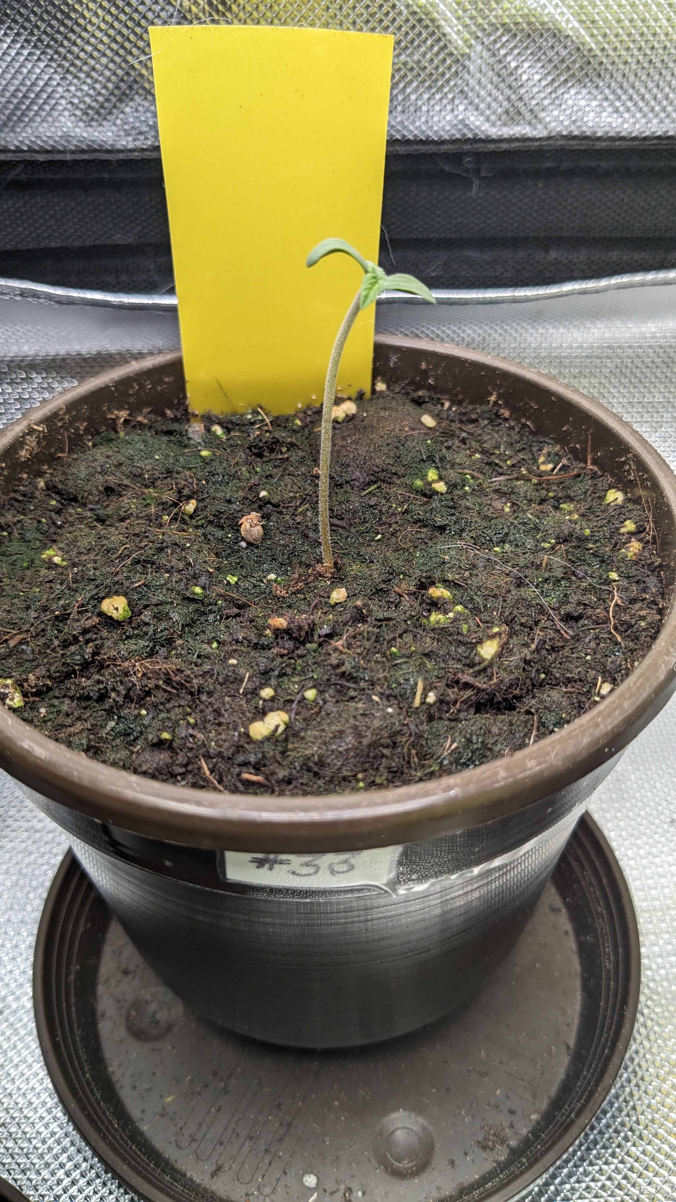 #33 Purple Skunk growlog photo 7