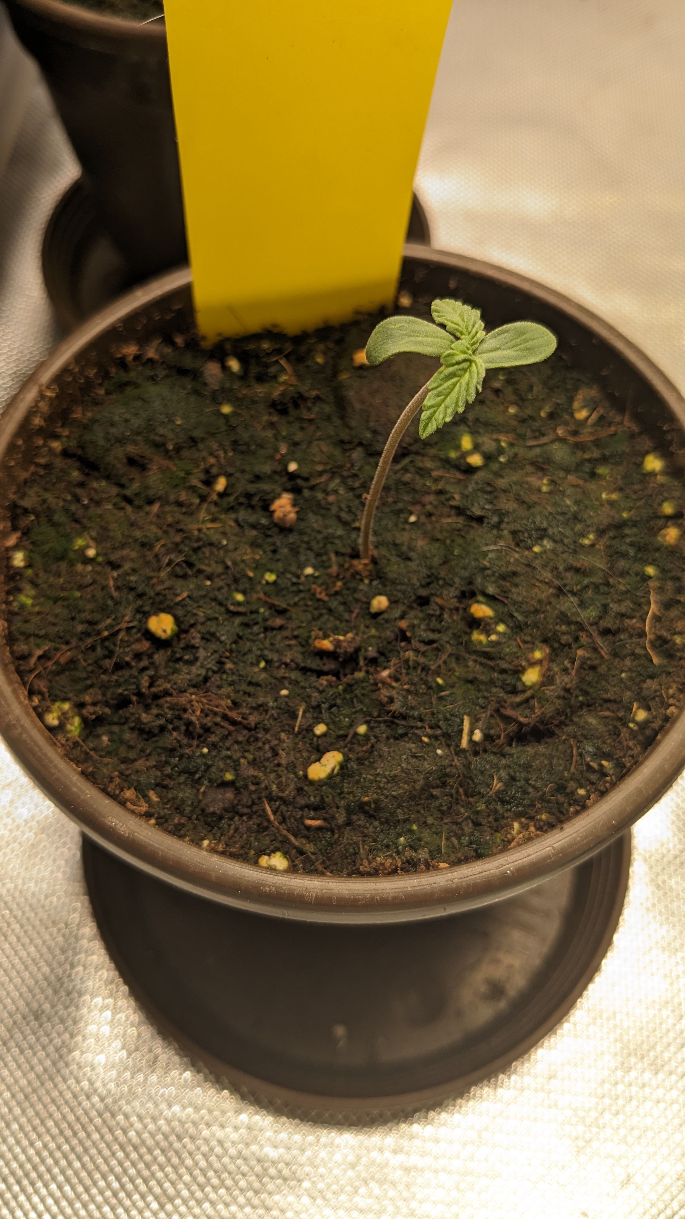 #33 Purple Skunk growlog photo 11