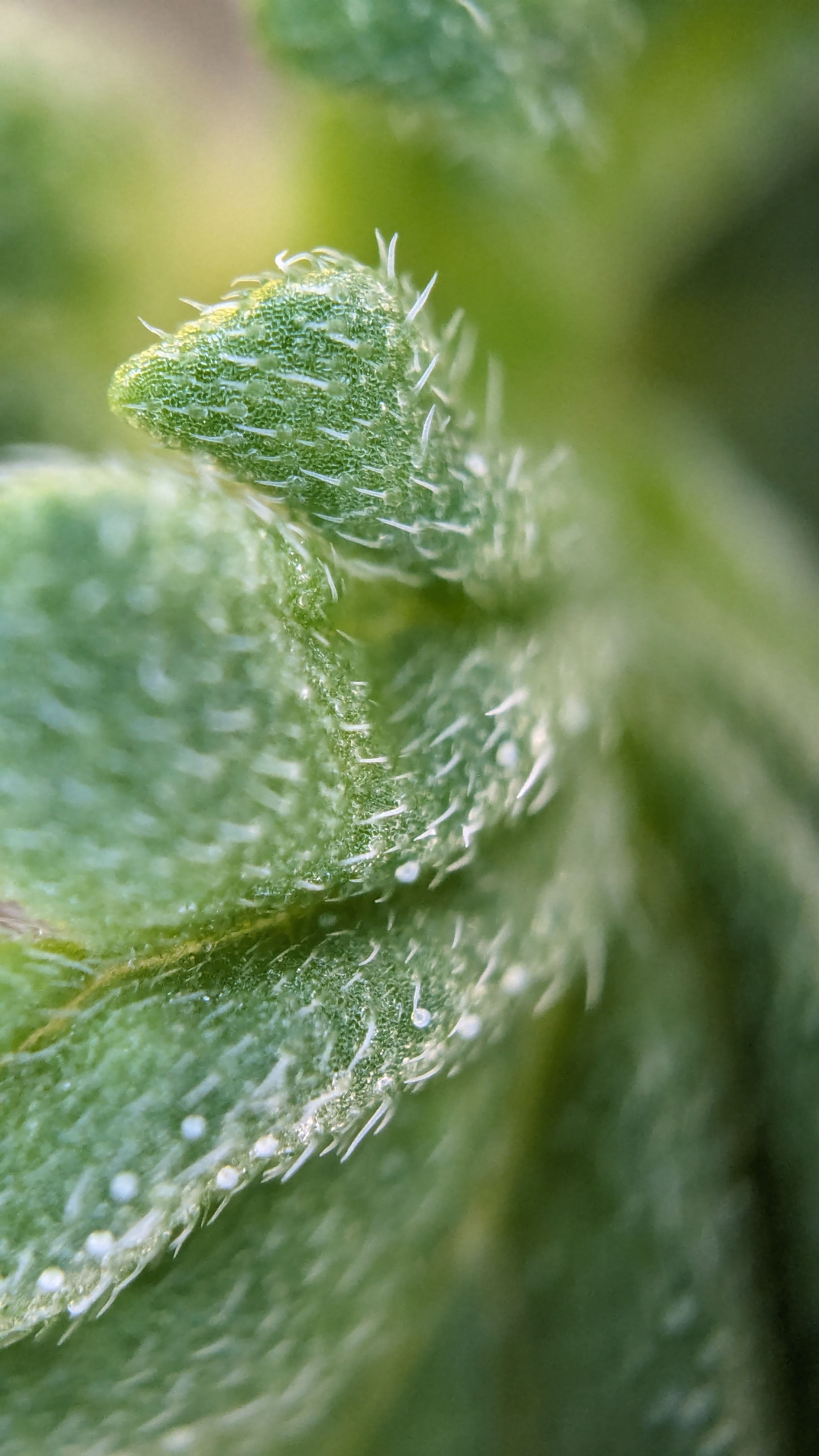 #33 Purple Skunk growlog photo 10