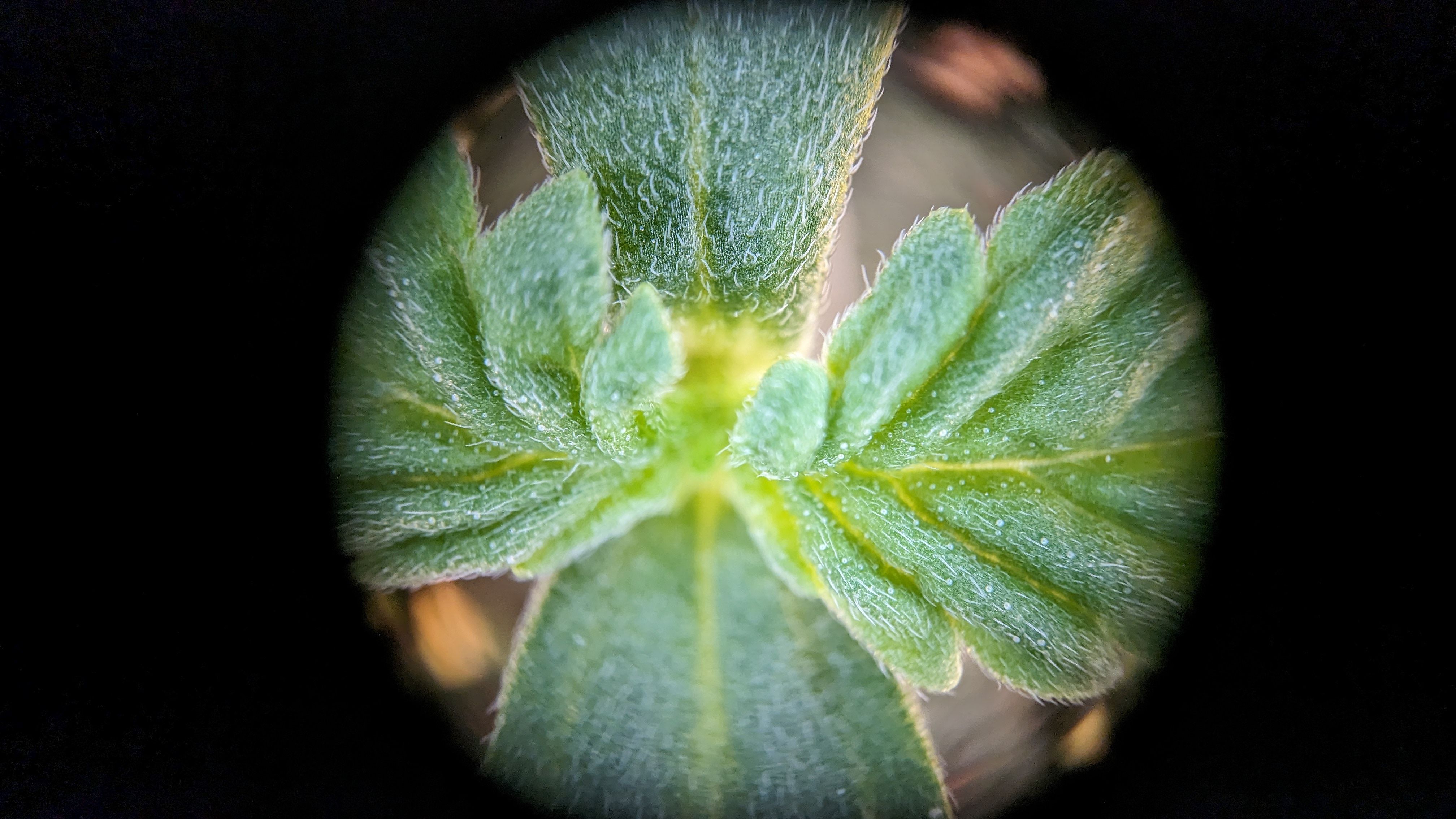 #33 Purple Skunk growlog photo 9