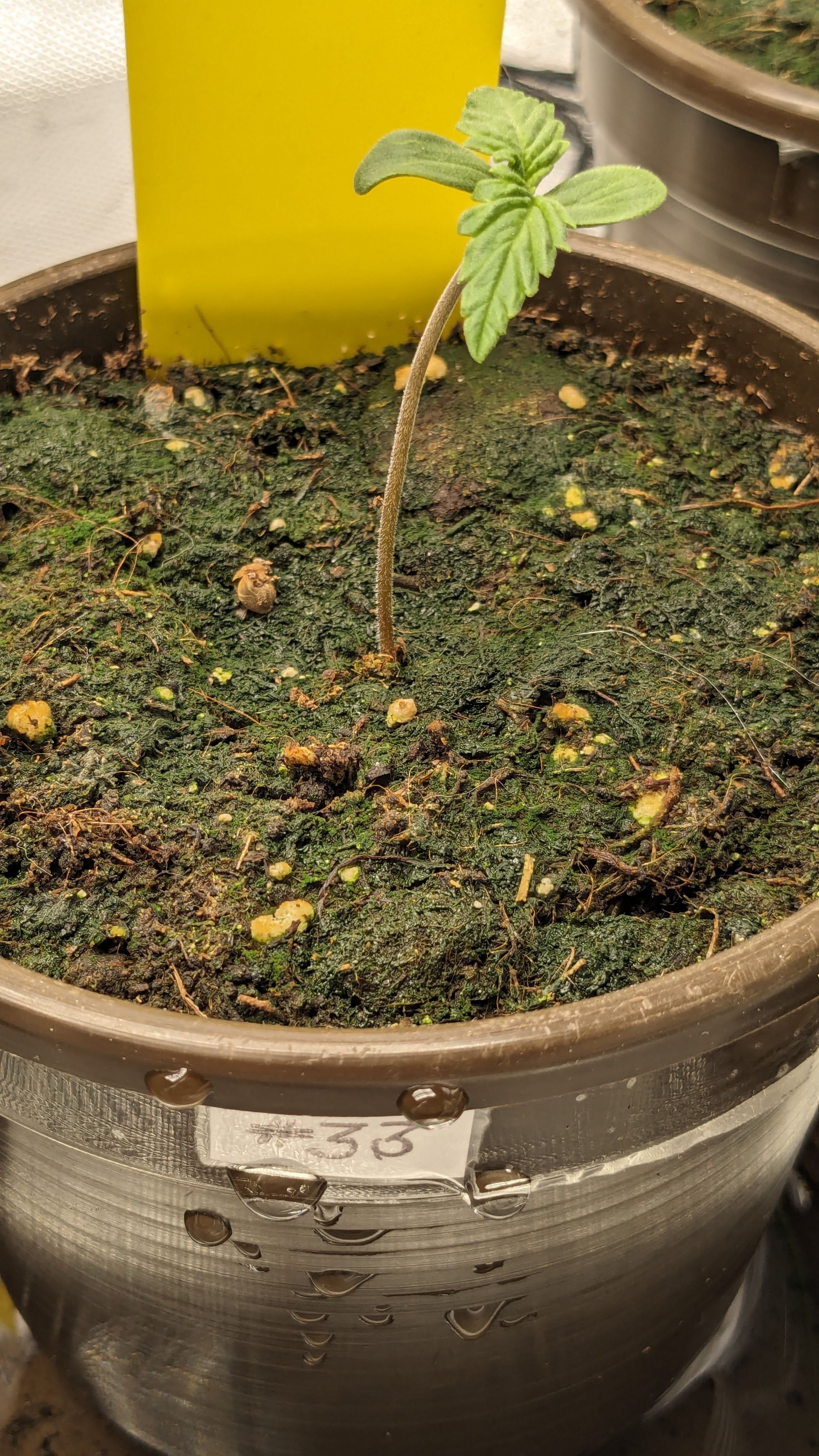 #33 Purple Skunk growlog photo 12