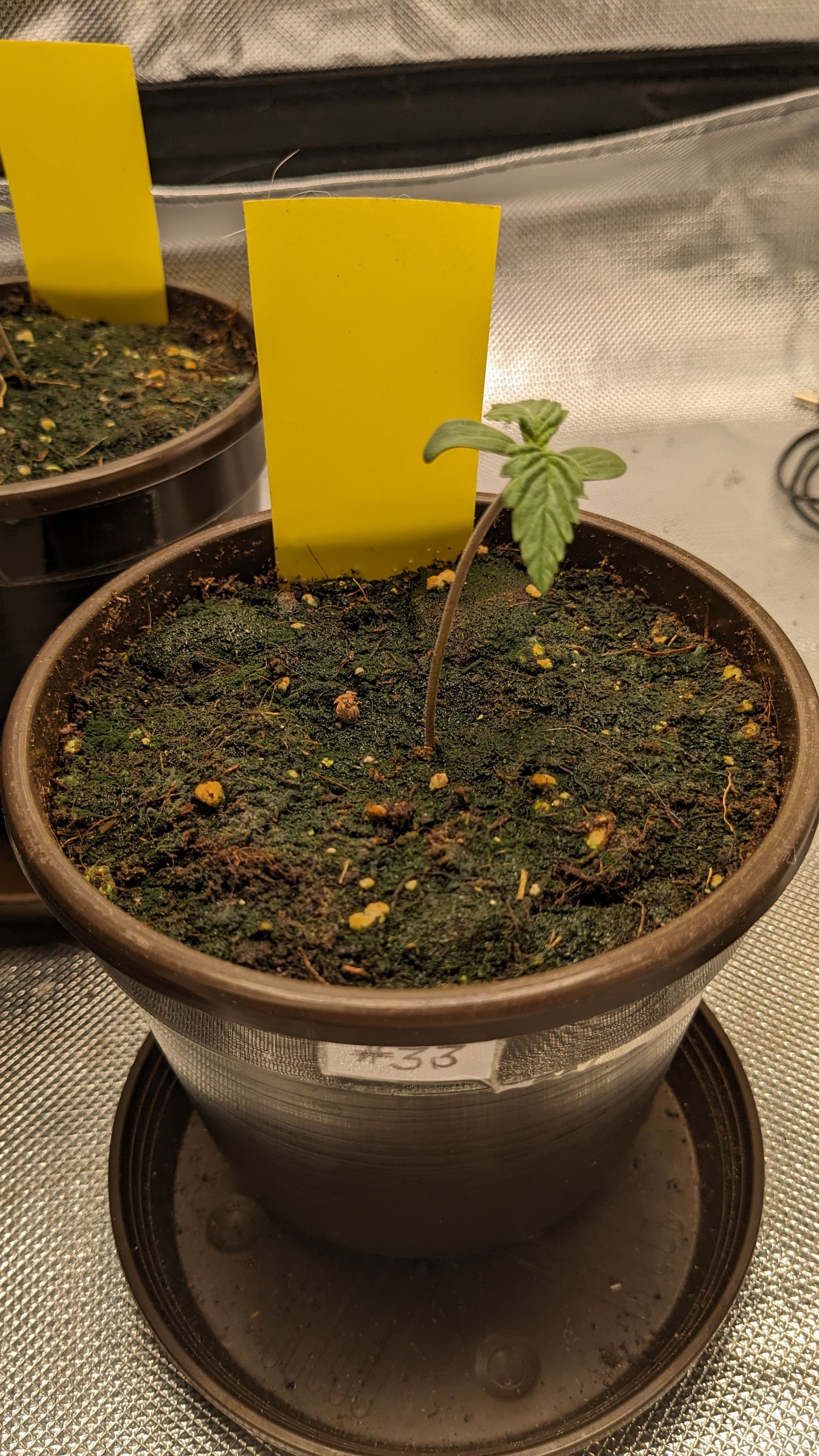 #33 Purple Skunk growlog photo 14