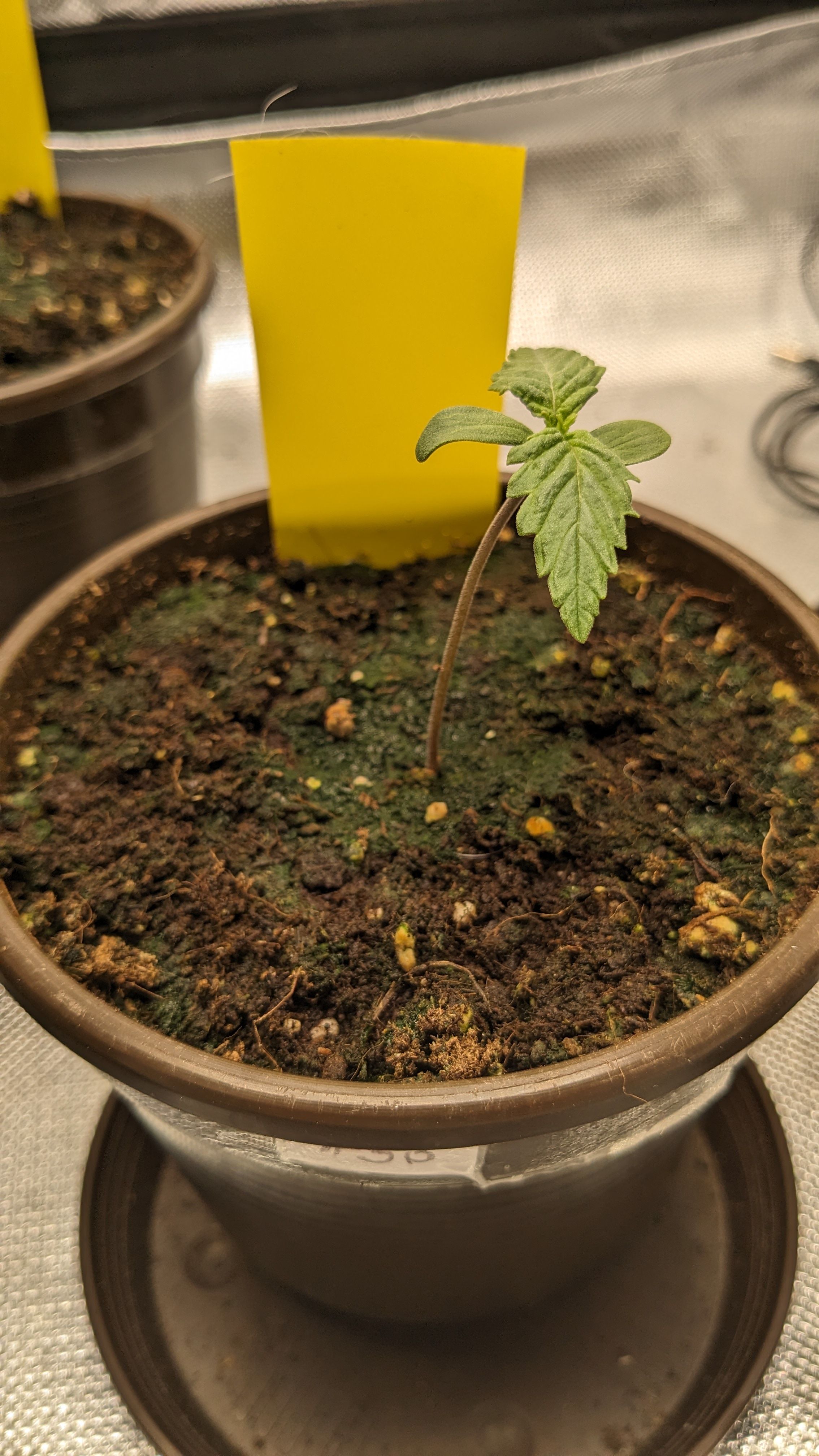 #33 Purple Skunk growlog photo 13