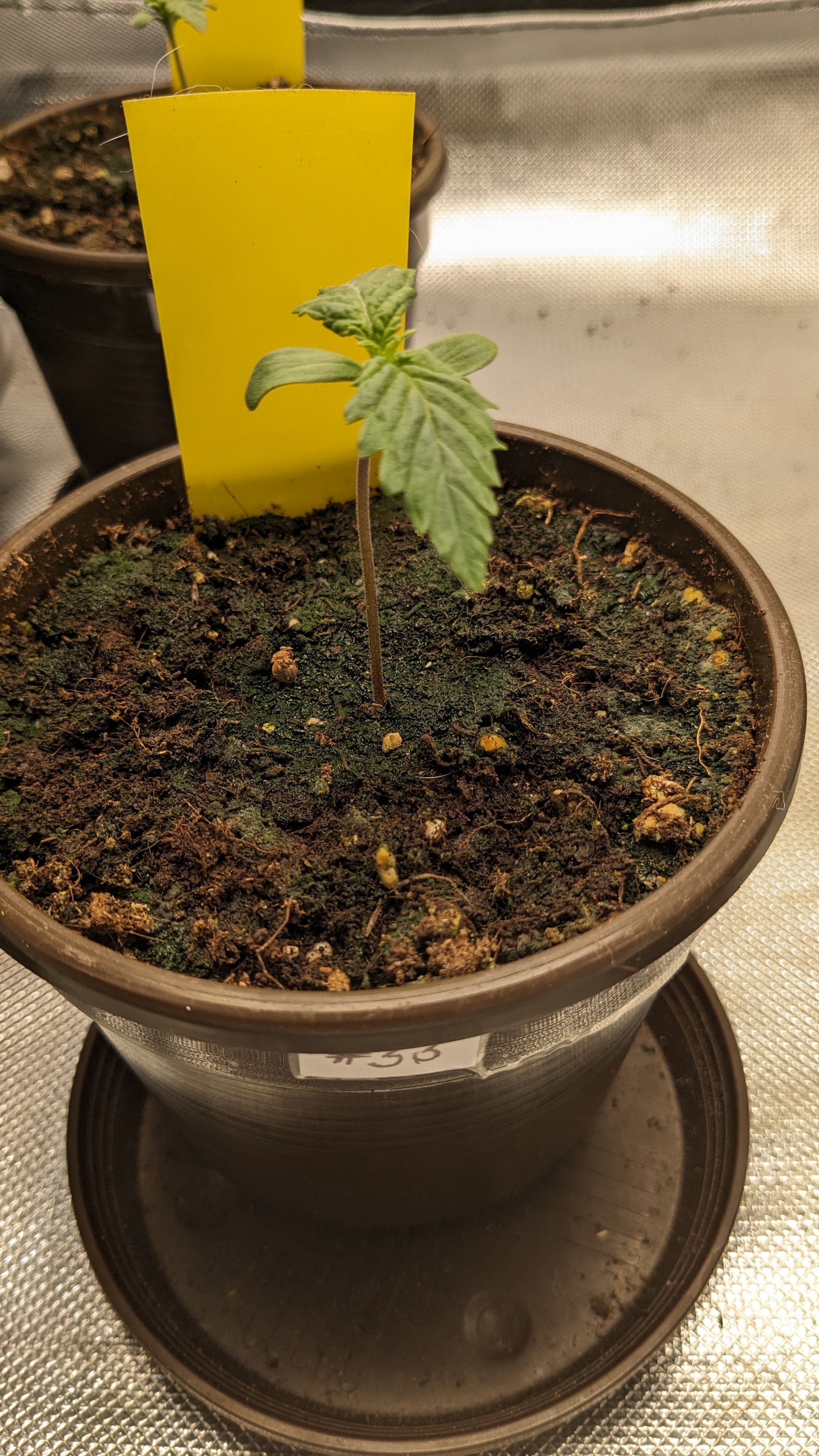 #33 Purple Skunk growlog photo 15