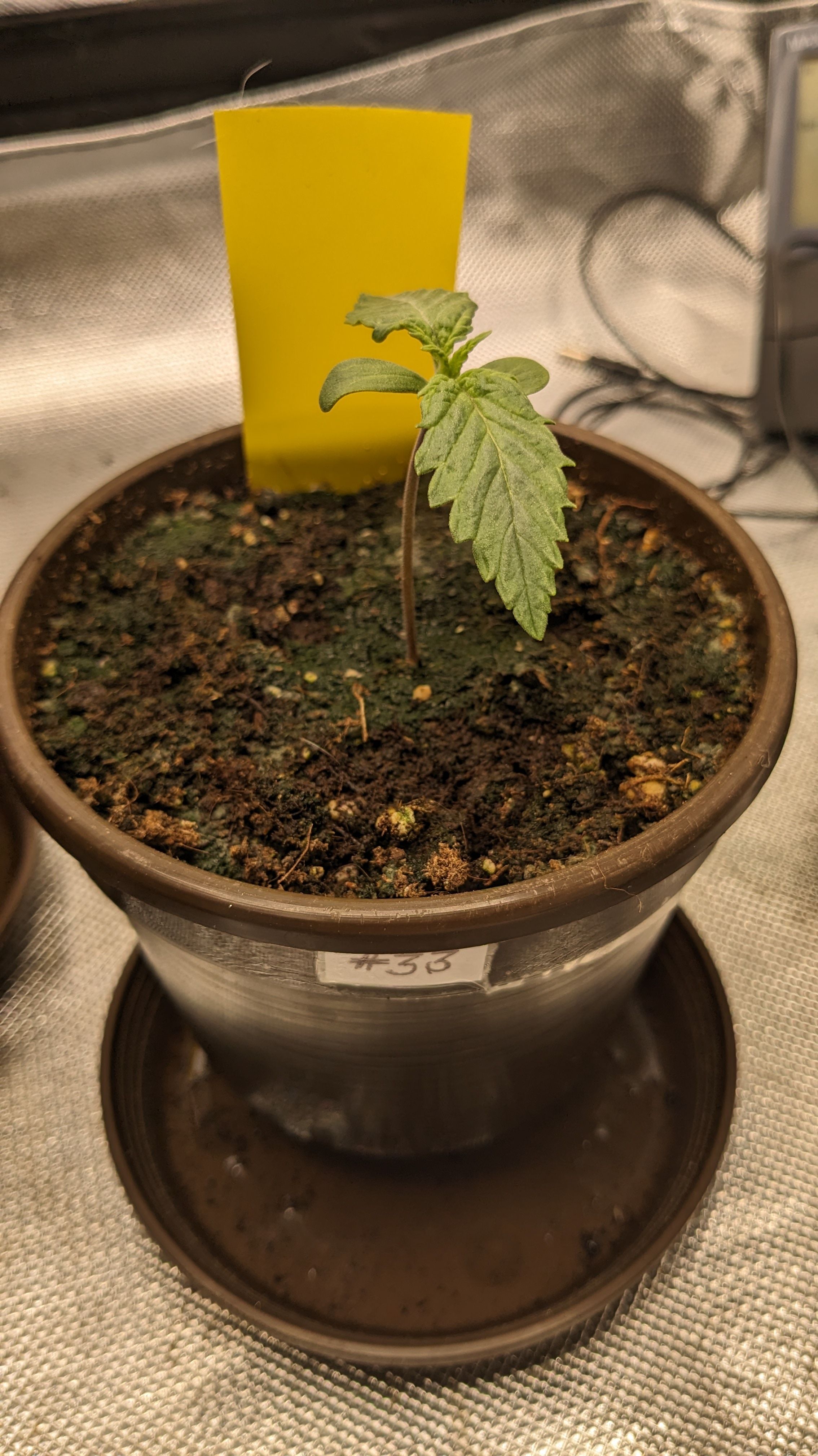 #33 Purple Skunk growlog photo 16