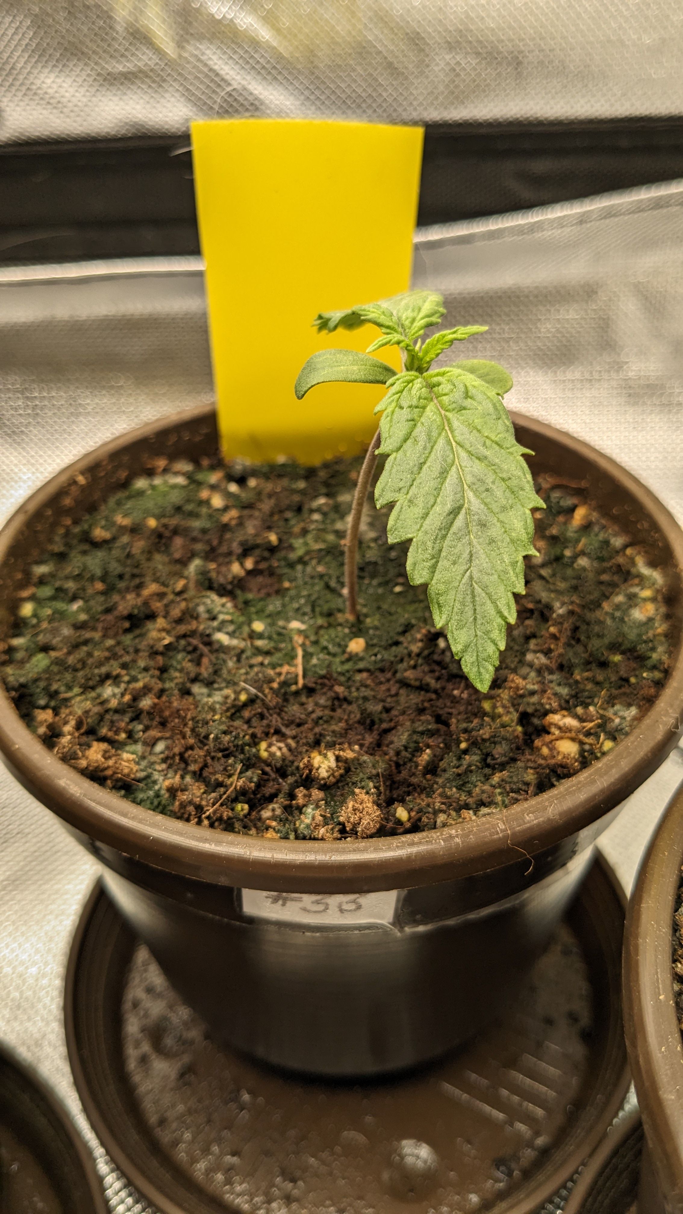 #33 Purple Skunk growlog photo 18