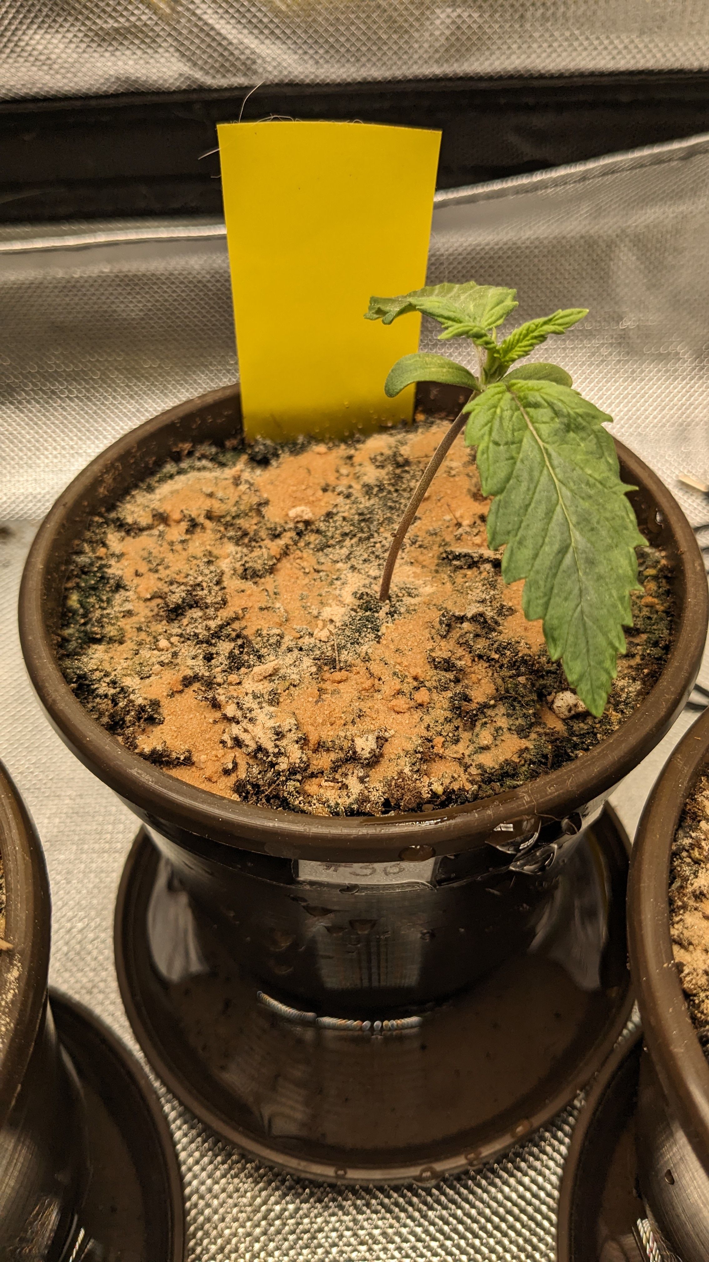 #33 Purple Skunk growlog photo 17