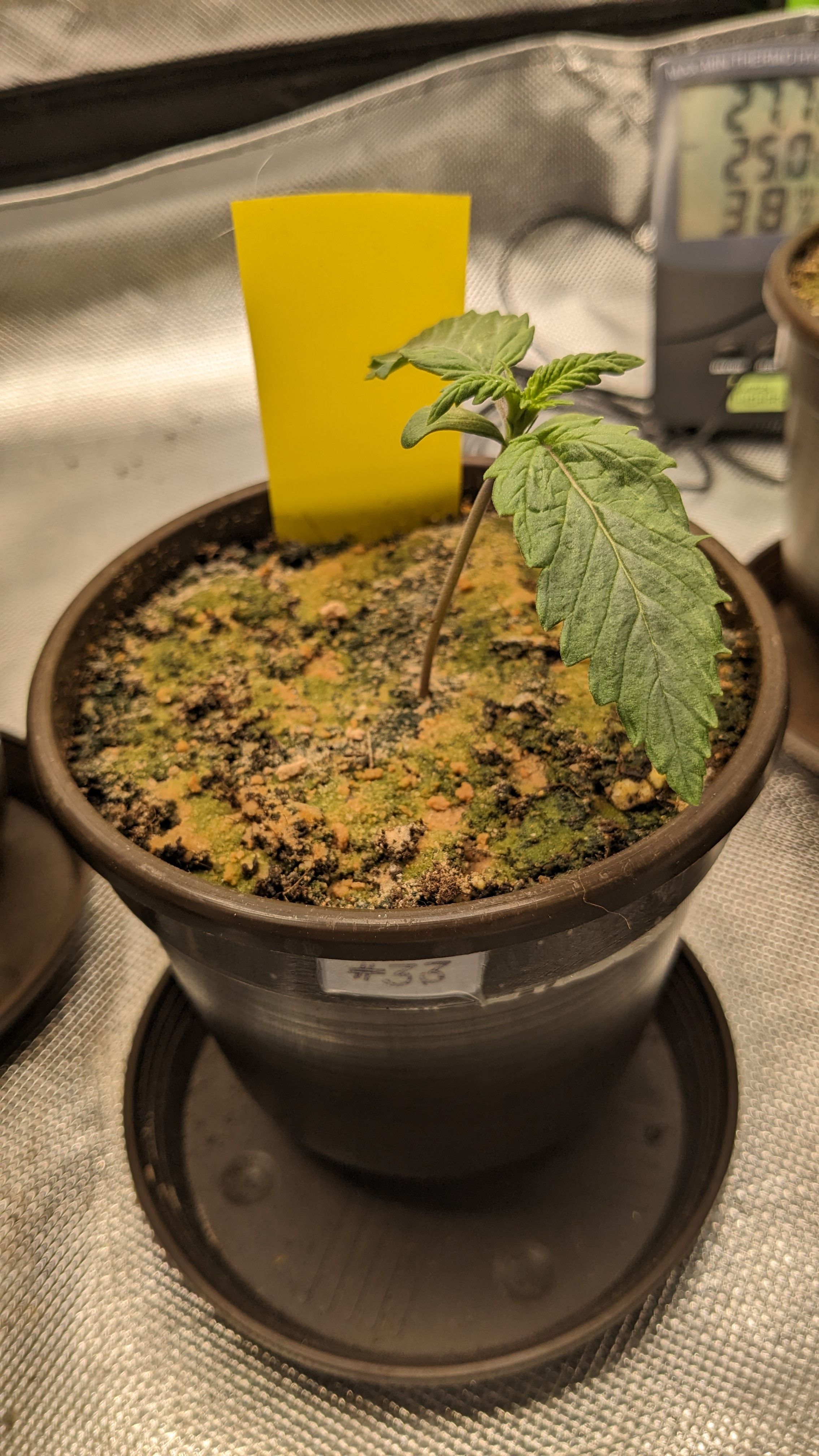 #33 Purple Skunk growlog photo 19