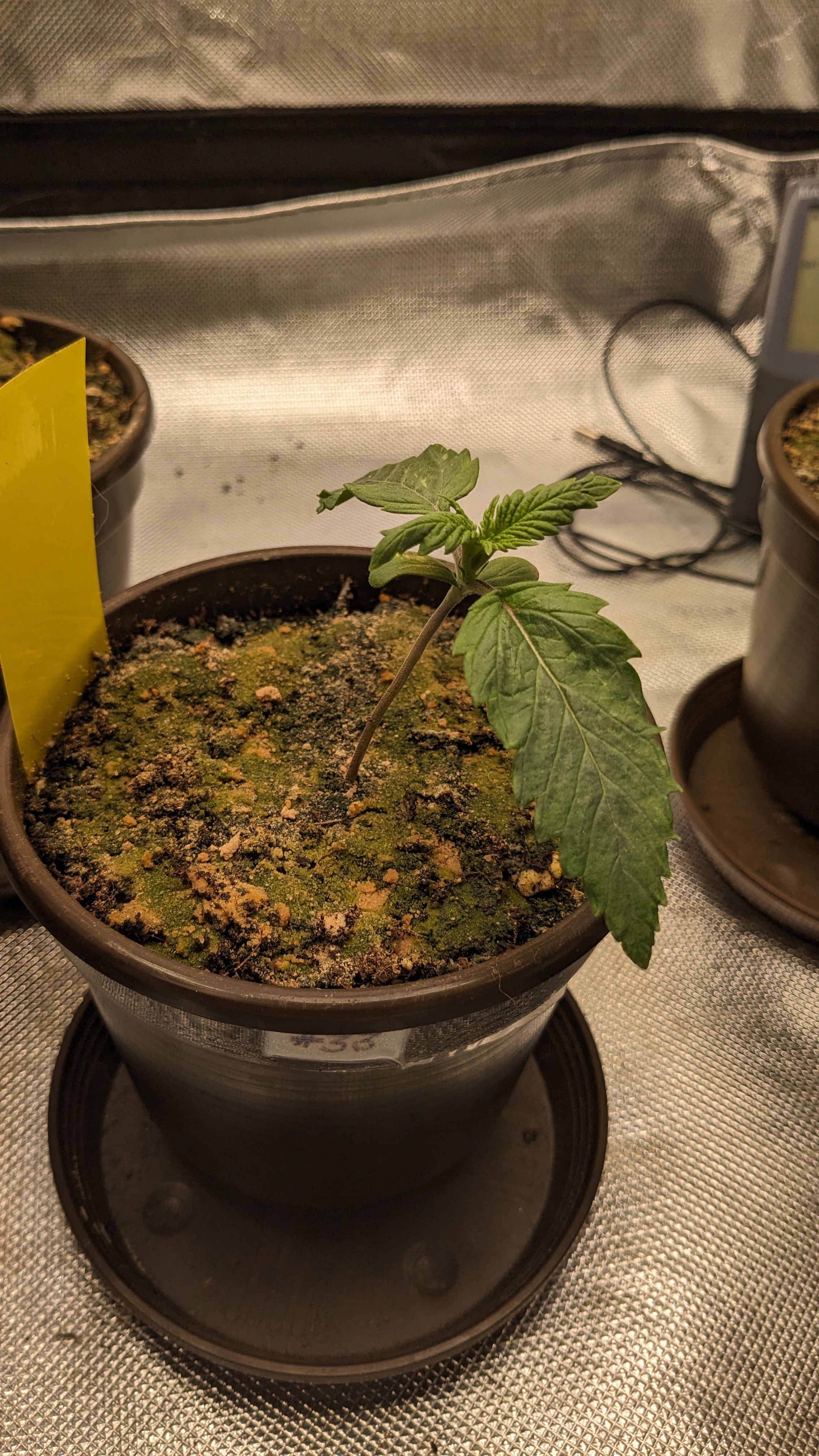 #33 Purple Skunk growlog photo 20