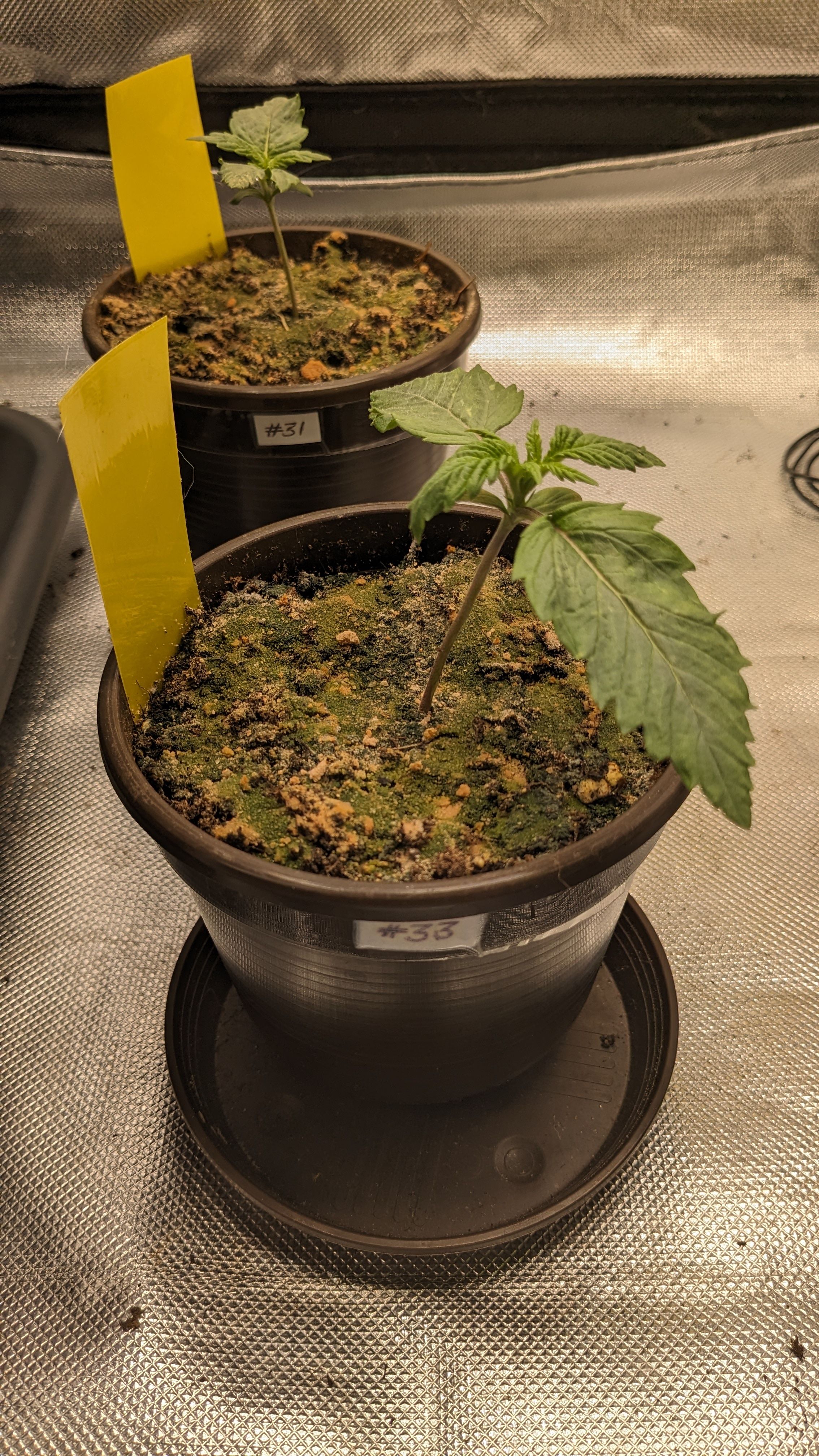 #33 Purple Skunk growlog photo 22