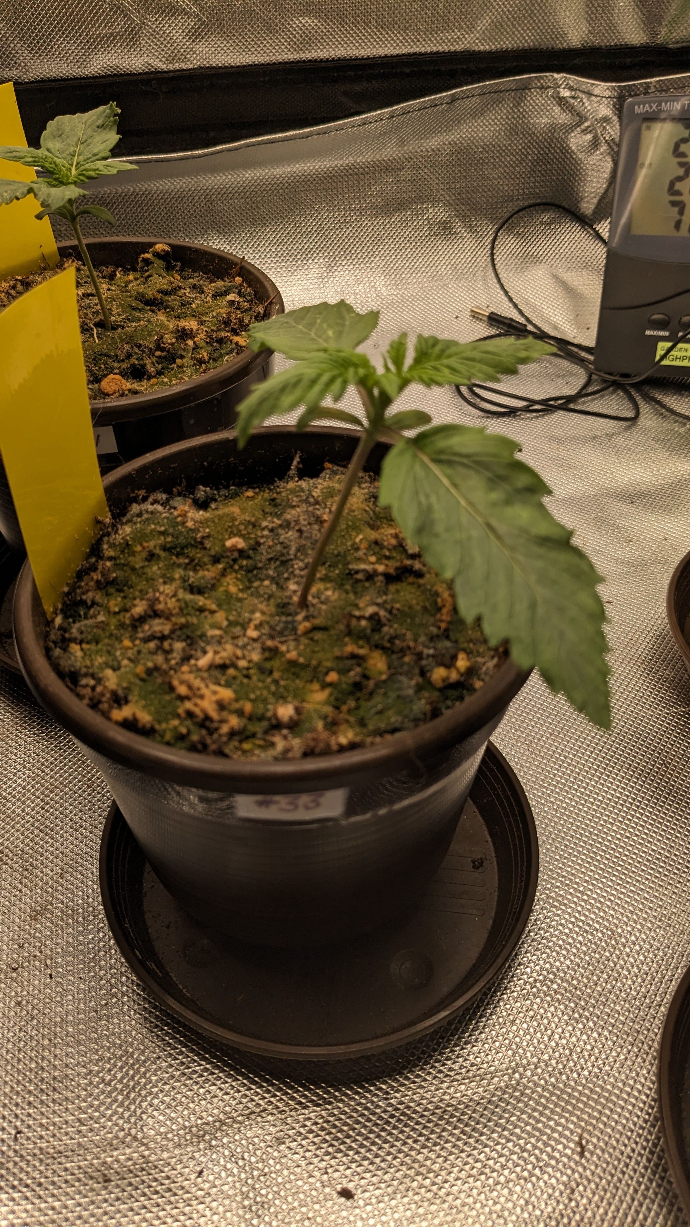 #33 Purple Skunk growlog photo 21