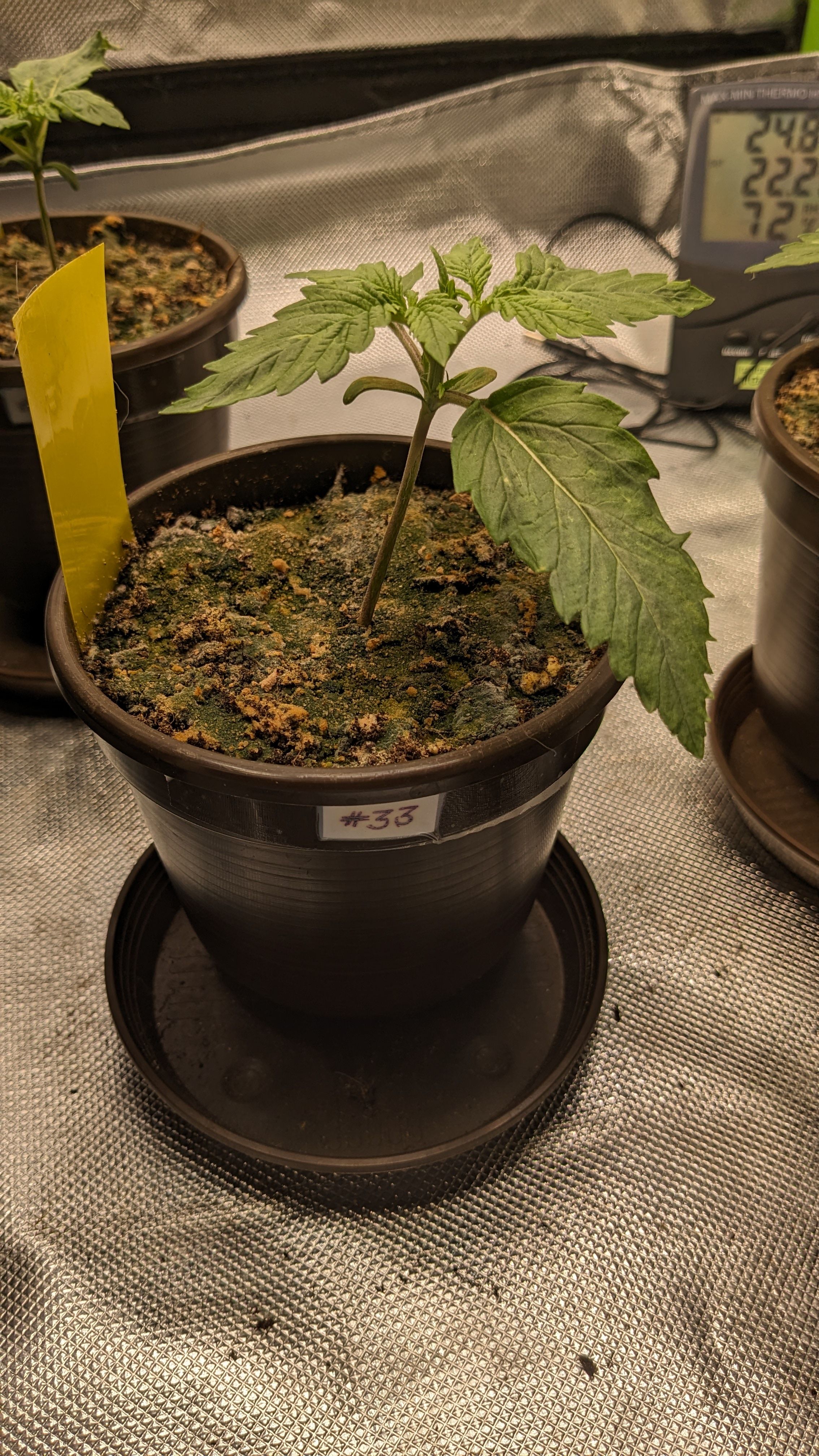 #33 Purple Skunk growlog photo 26