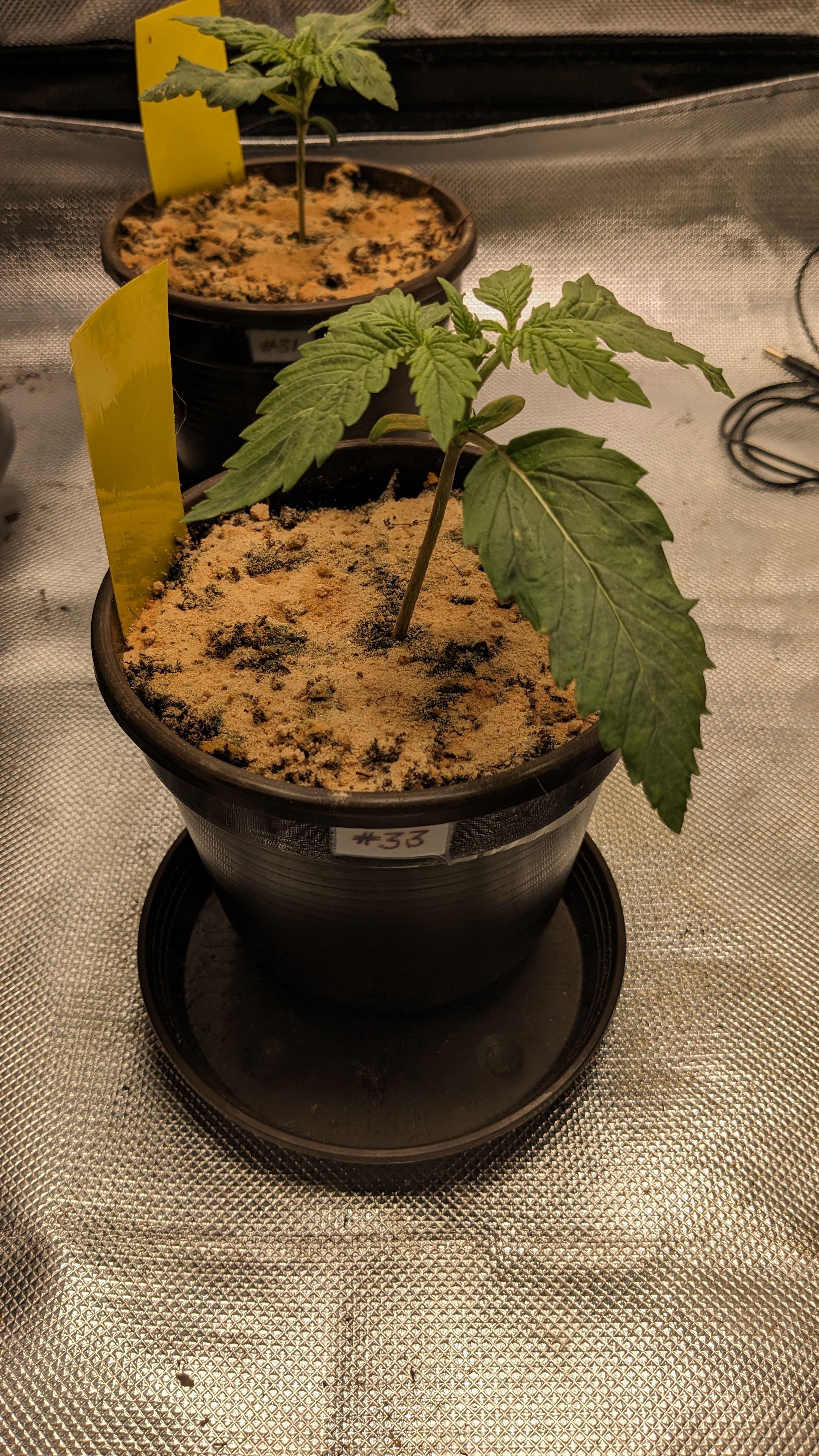 #33 Purple Skunk growlog photo 25