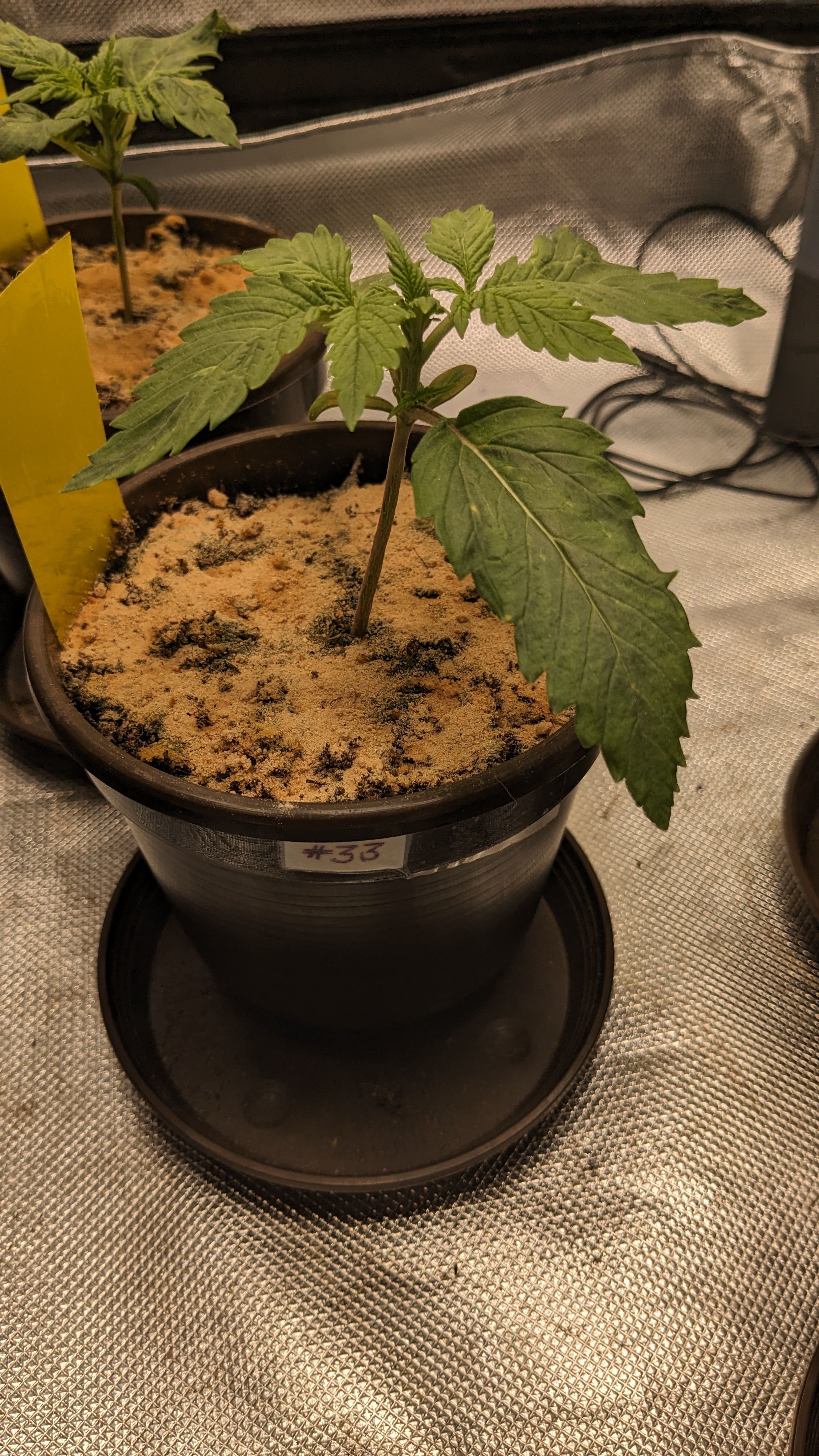 #33 Purple Skunk growlog photo 24