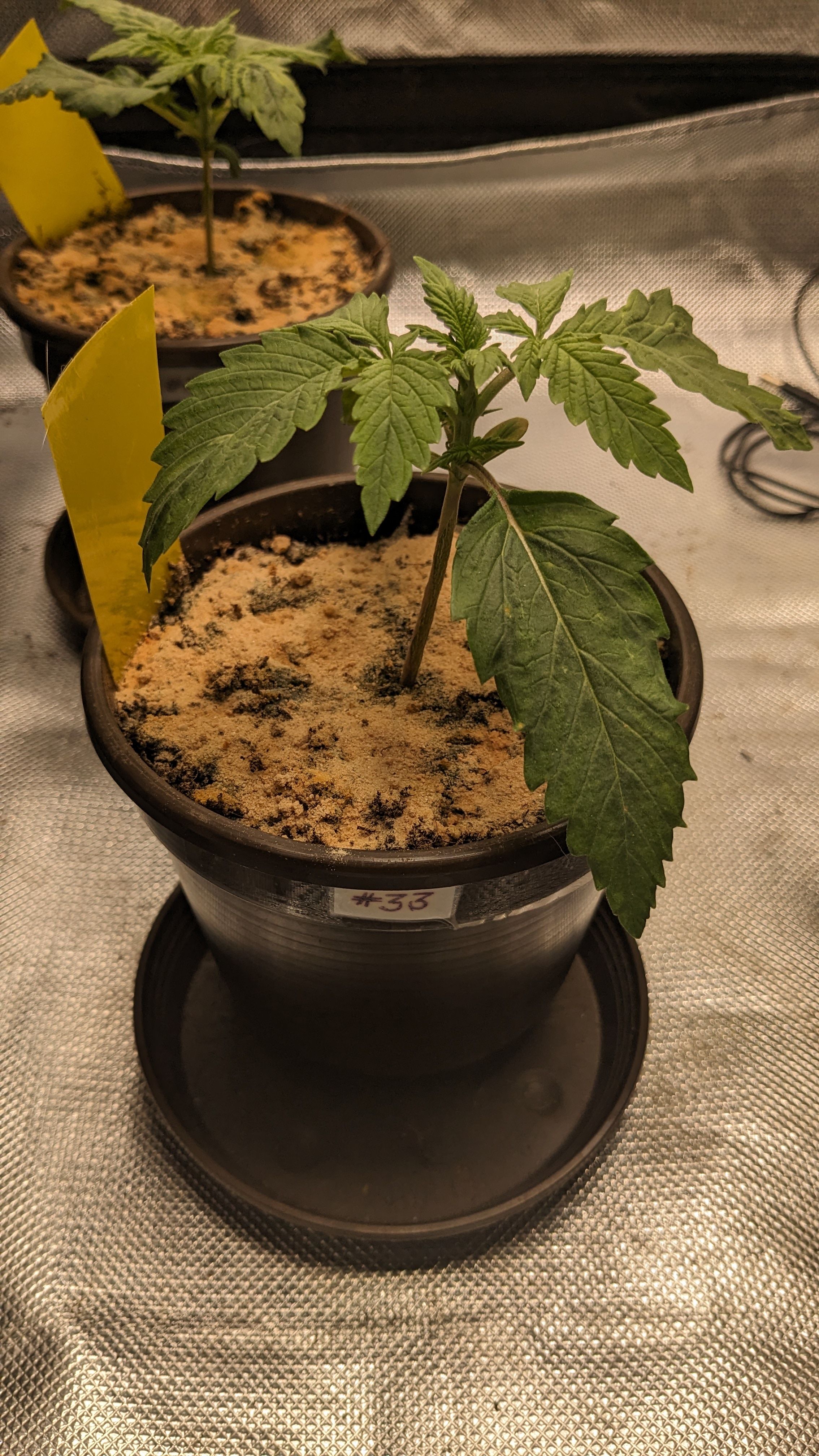 #33 Purple Skunk growlog photo 28