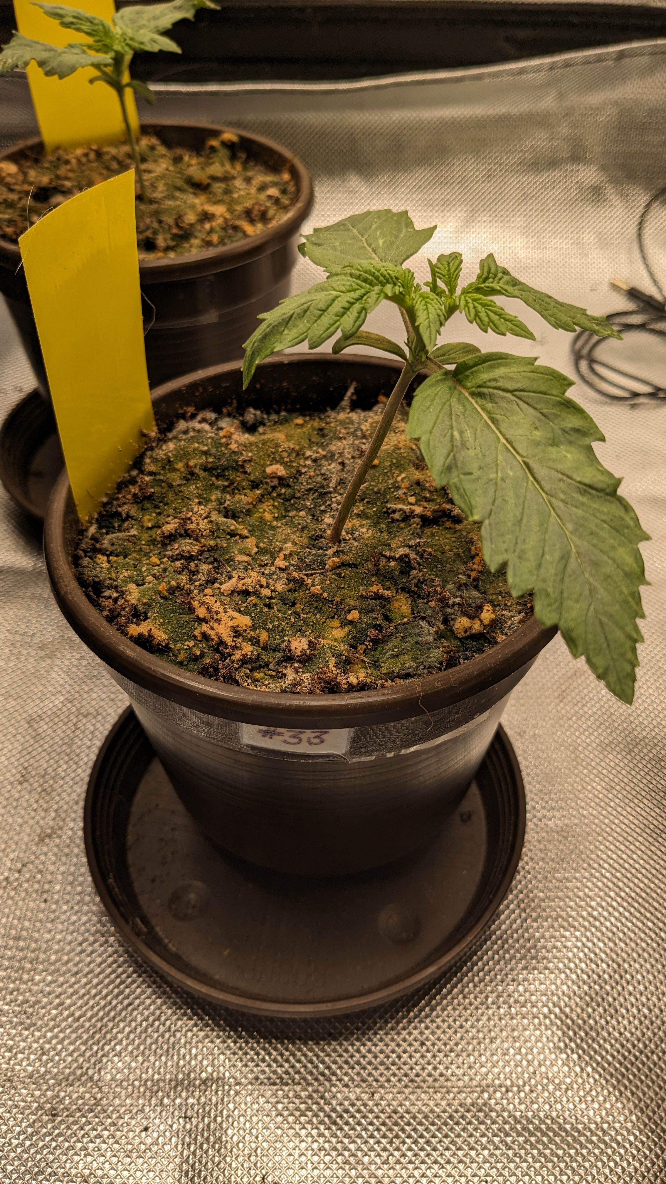 #33 Purple Skunk growlog photo 23