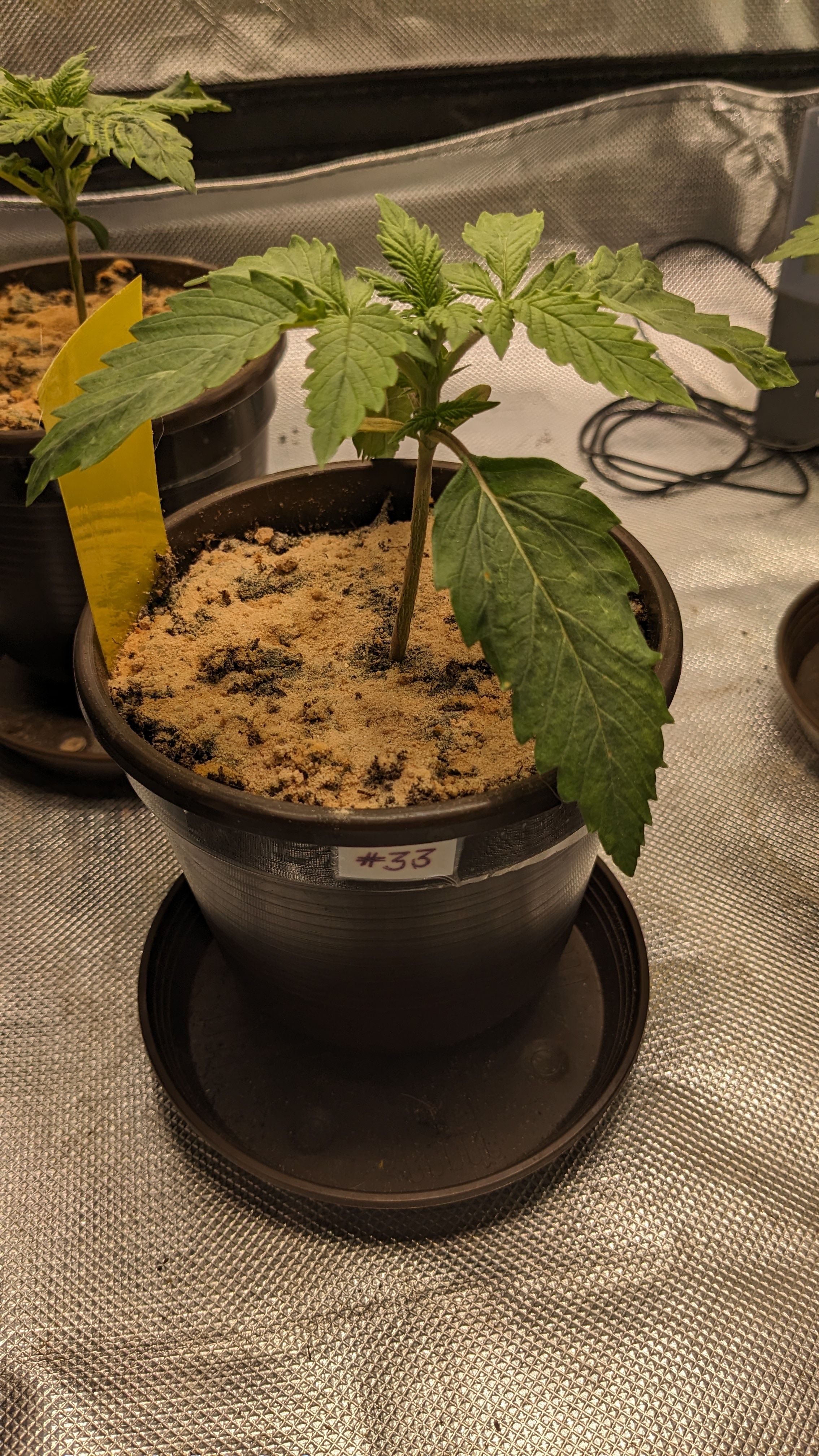 #33 Purple Skunk growlog photo 27