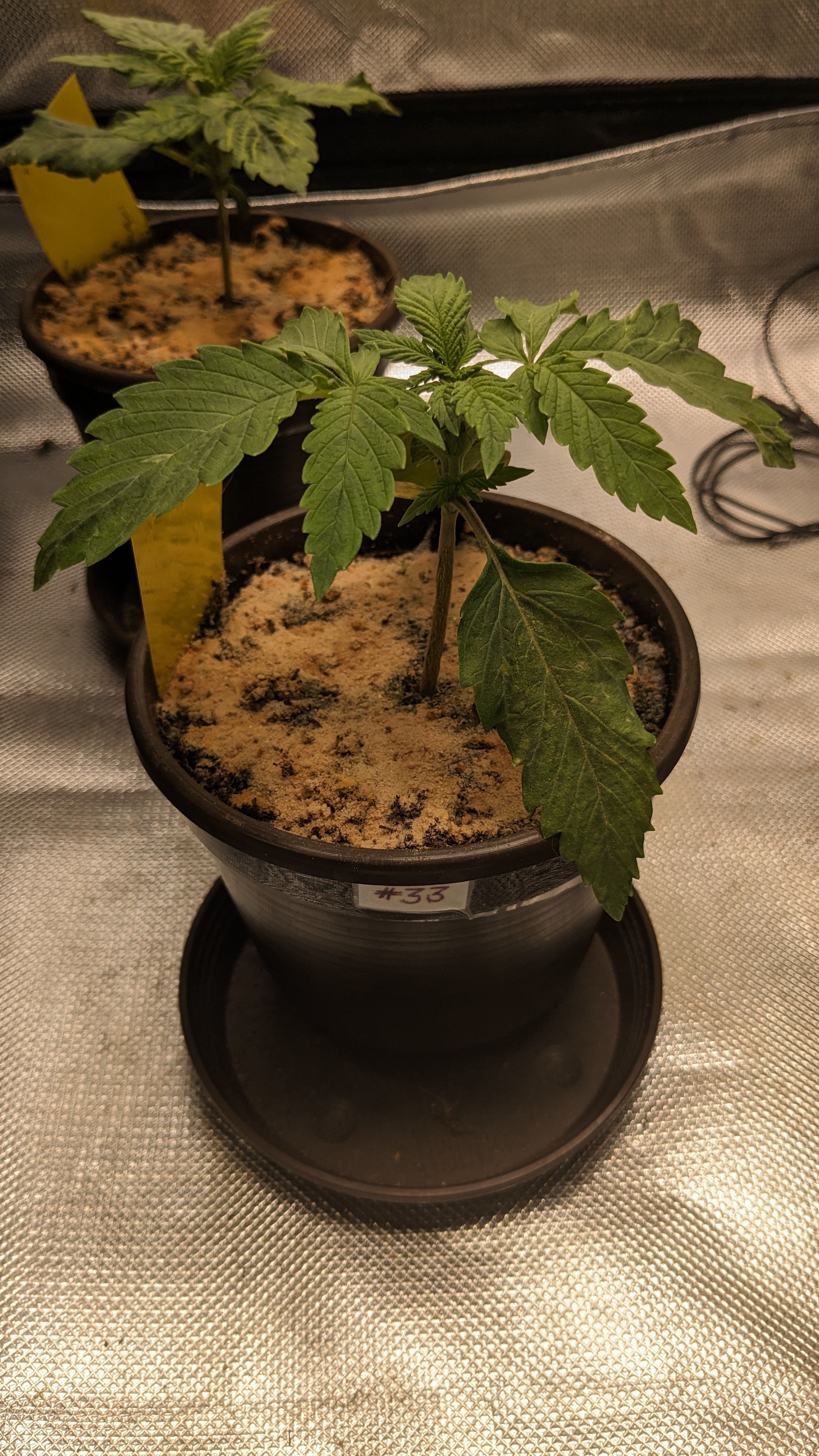#33 Purple Skunk growlog photo 30