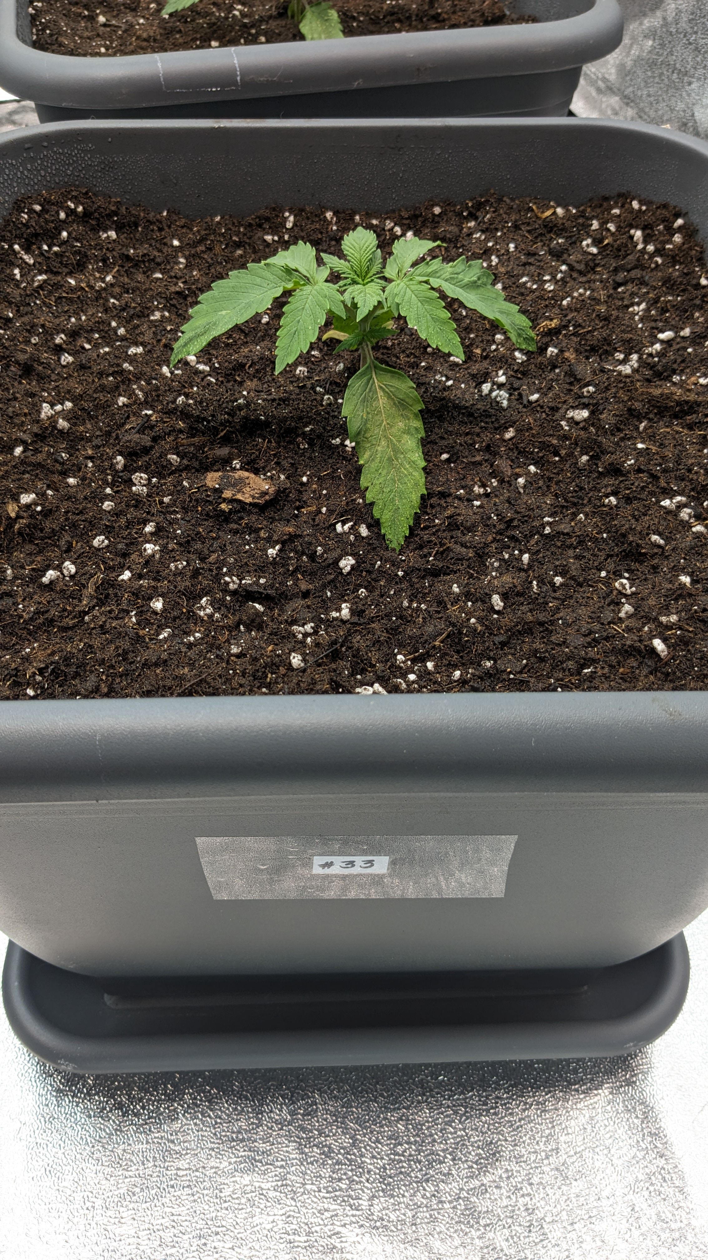 #33 Purple Skunk growlog photo 32