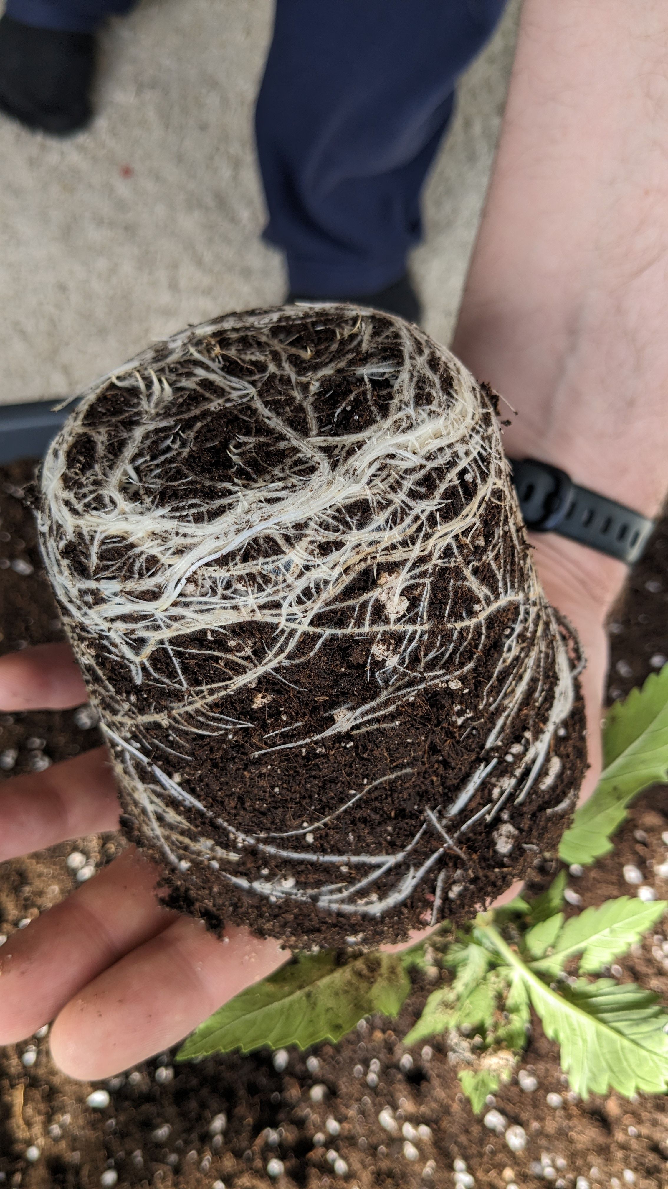 #33 Purple Skunk growlog photo 29