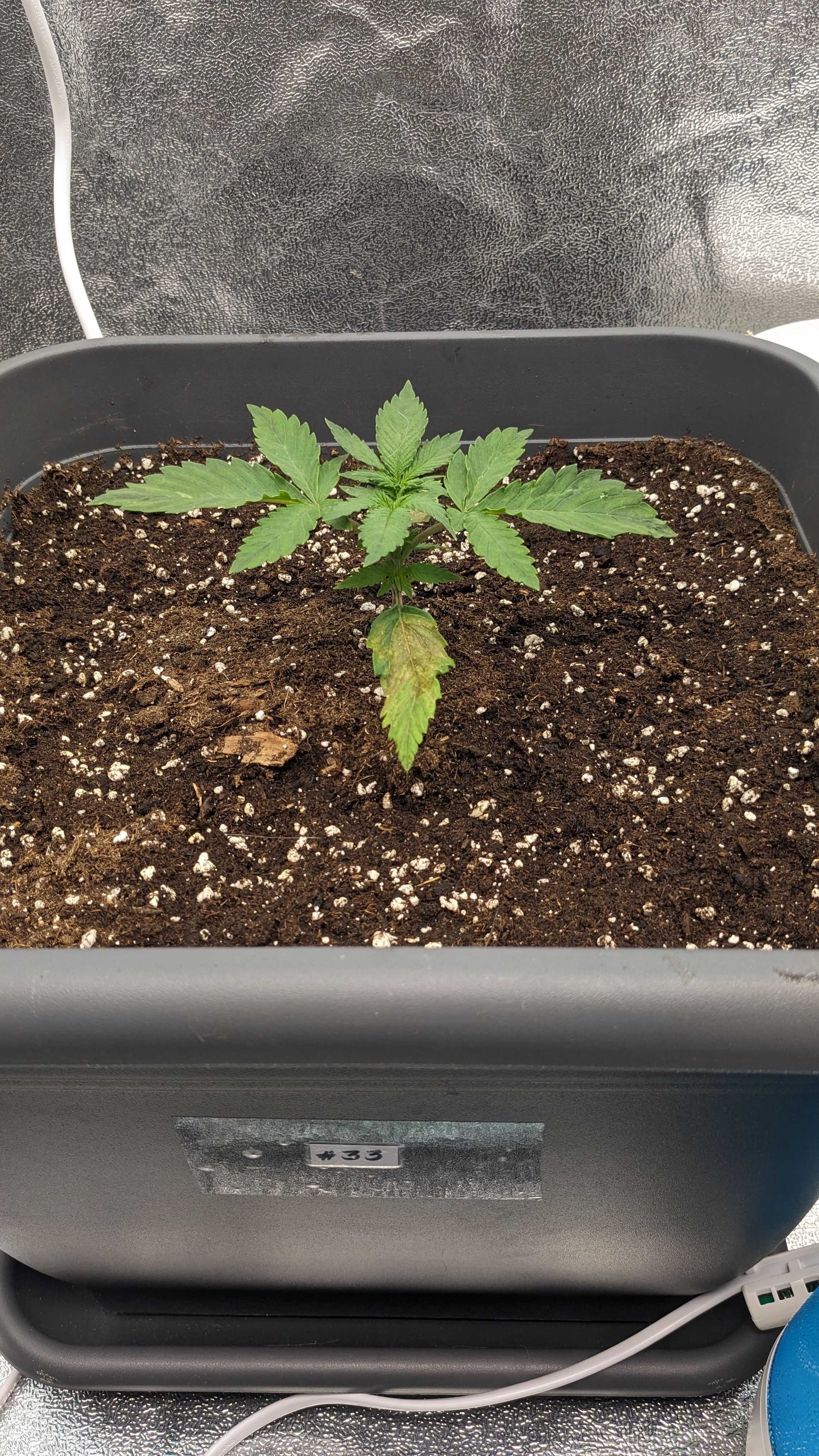 #33 Purple Skunk growlog photo 34